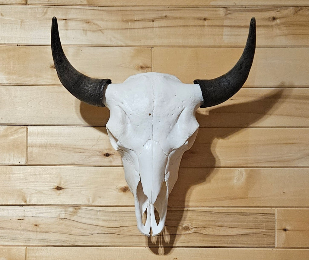 Copper State Bison Skull